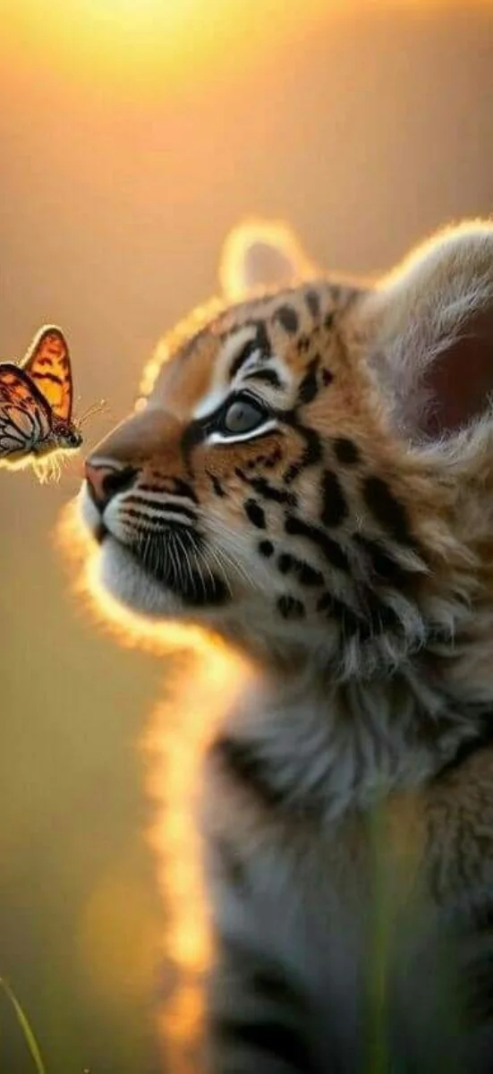 hinh-nen-ho-chodienthoai (39)