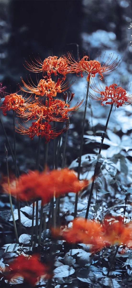 hinh-nen-hoa-bi-ngan (10)