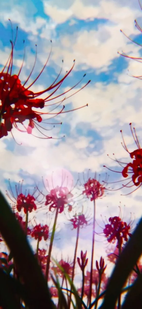 hinh-nen-hoa-bi-ngan (11)