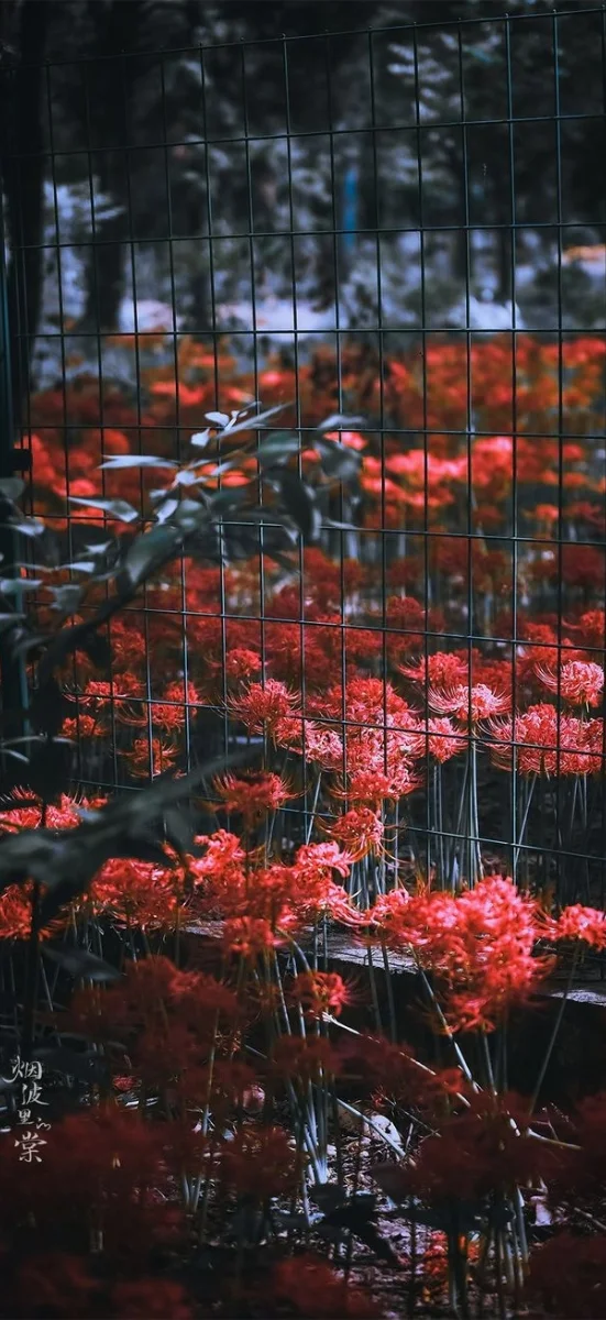 hinh-nen-hoa-bi-ngan (14)