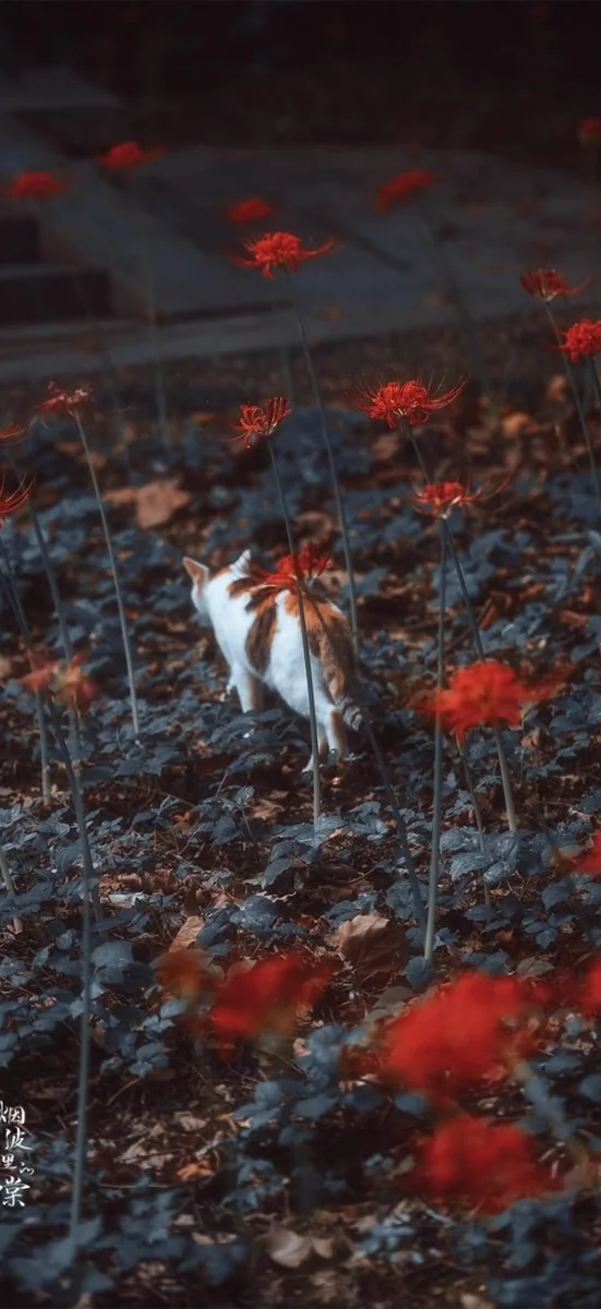 hinh-nen-hoa-bi-ngan (16)