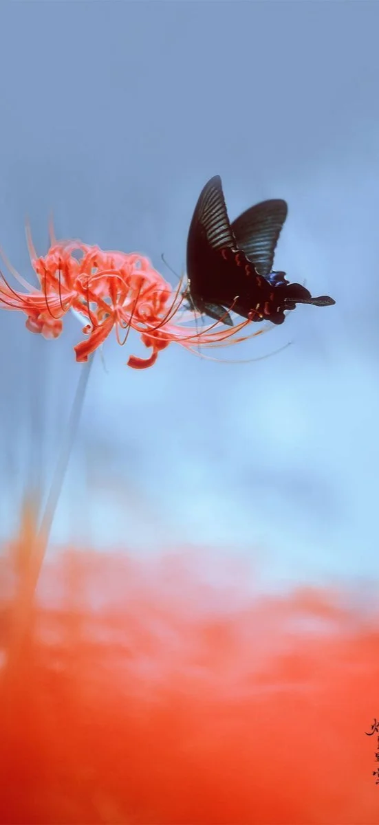 hinh-nen-hoa-bi-ngan (35)