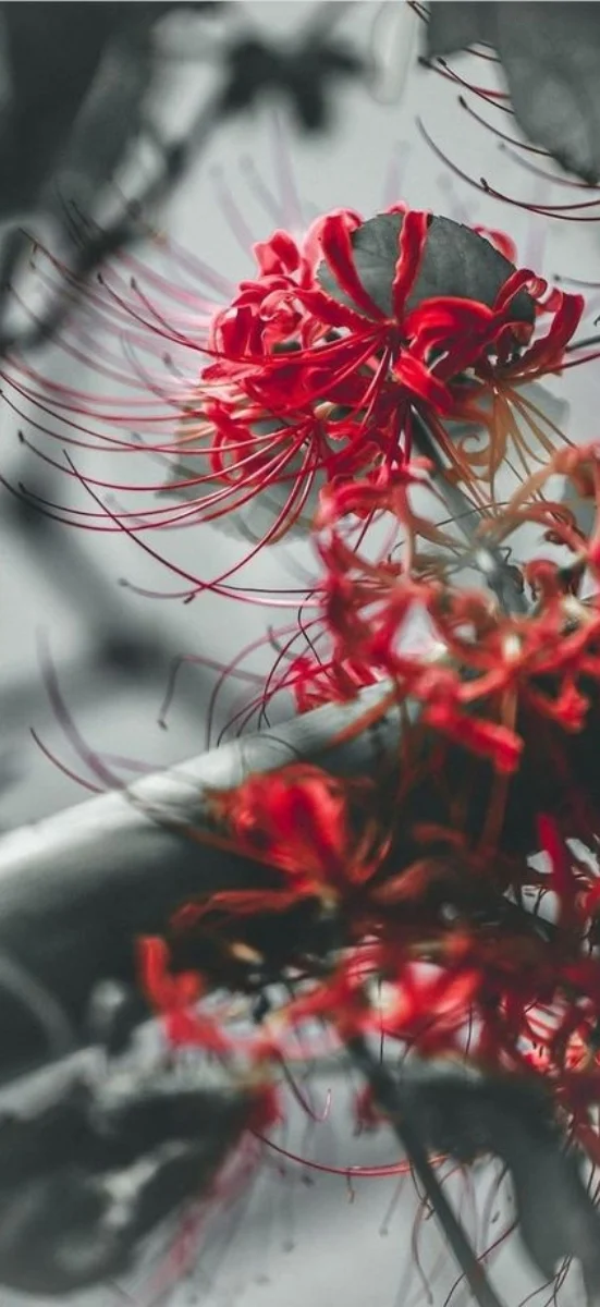 hinh-nen-hoa-bi-ngan (38)