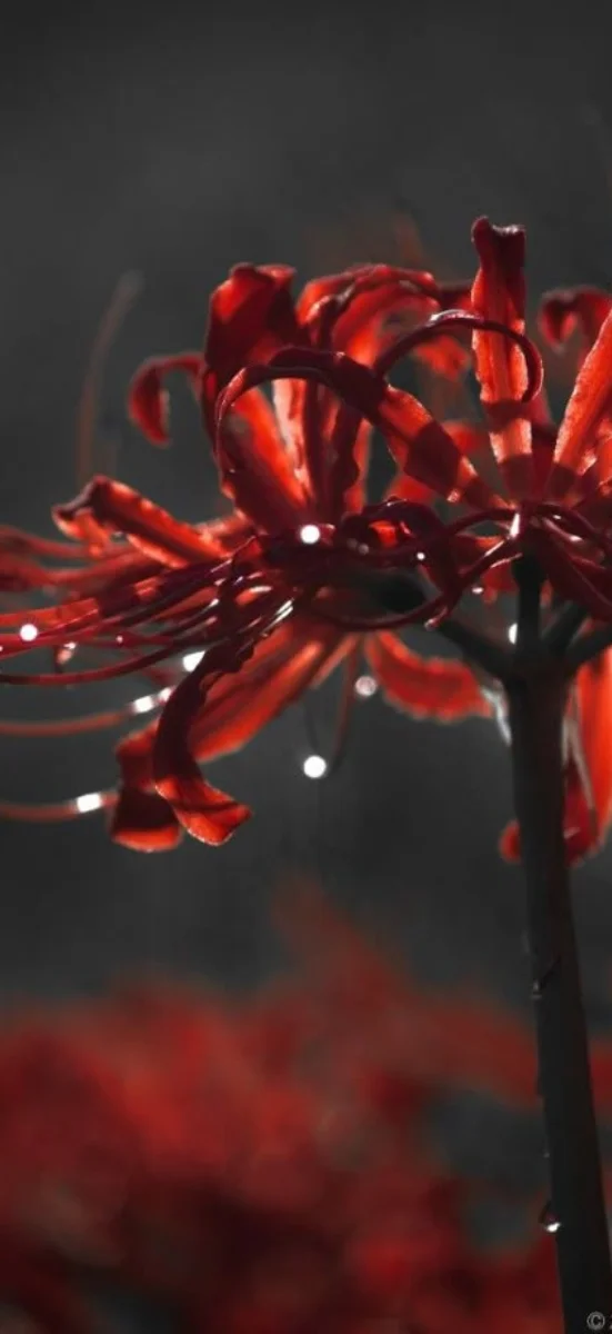 hinh-nen-hoa-bi-ngan (39)