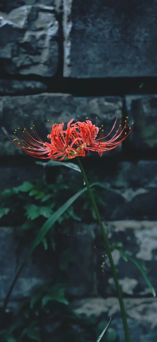 hinh-nen-hoa-bi-ngan (45)