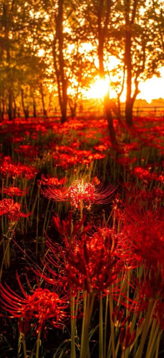 hinh-nen-hoa-bi-ngan (5)