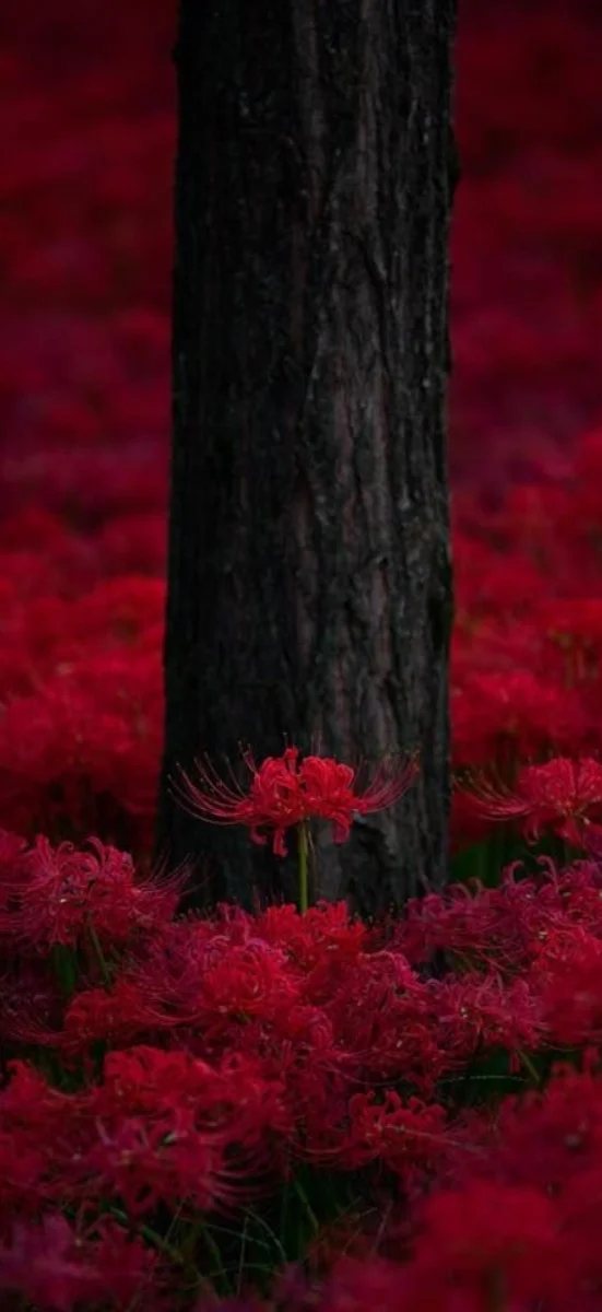 hinh-nen-hoa-bi-ngan (6)