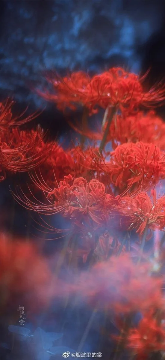 hinh-nen-hoa-bi-ngan (8)