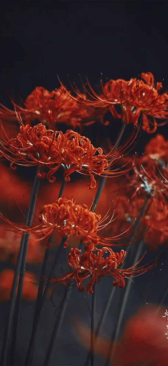 hinh-nen-hoa-bi-ngan (9)