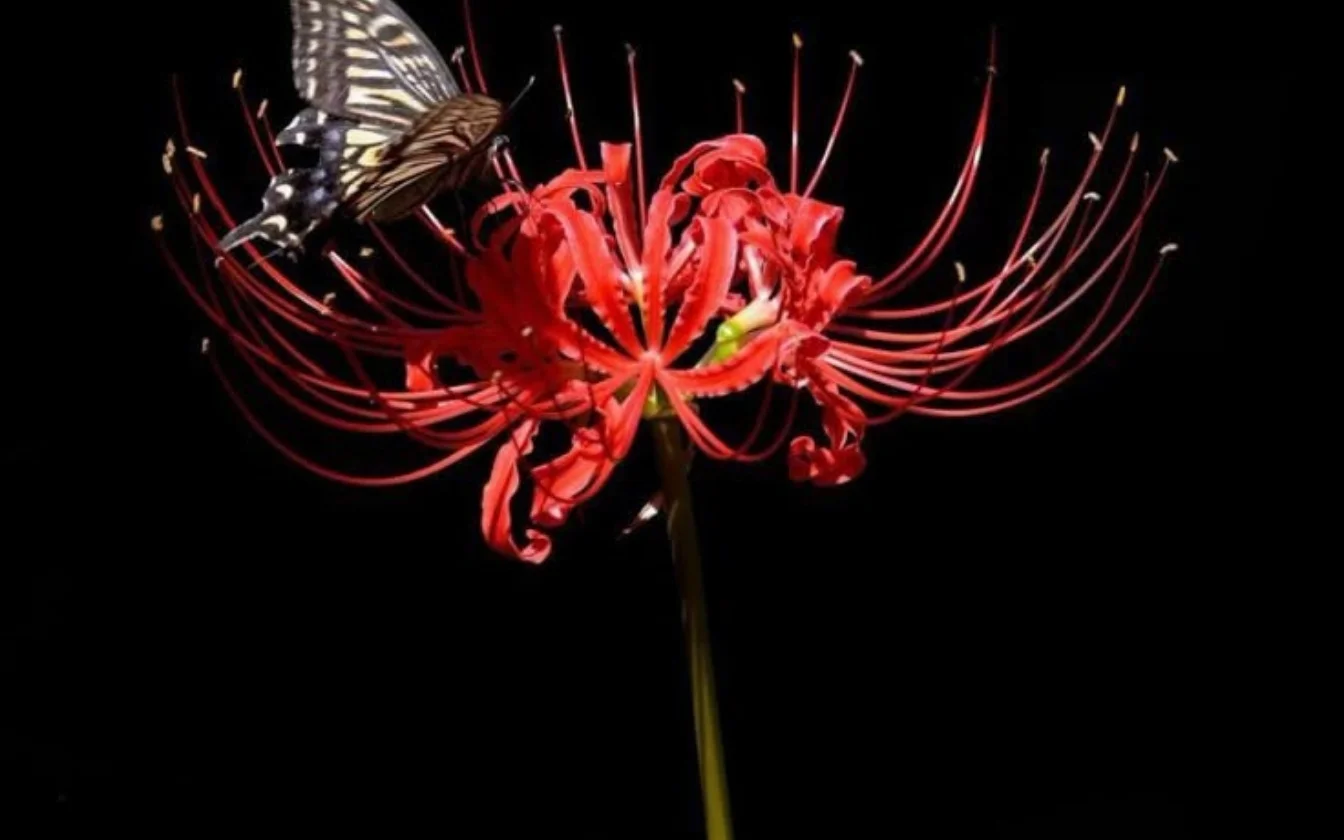 hinh-nen-hoa-bi-ngan-cho-lap-top (10)