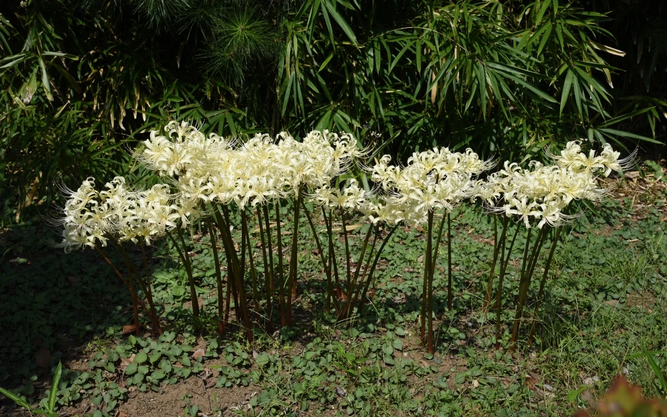 hinh-nen-hoa-bi-ngan-cho-lap-top (2)