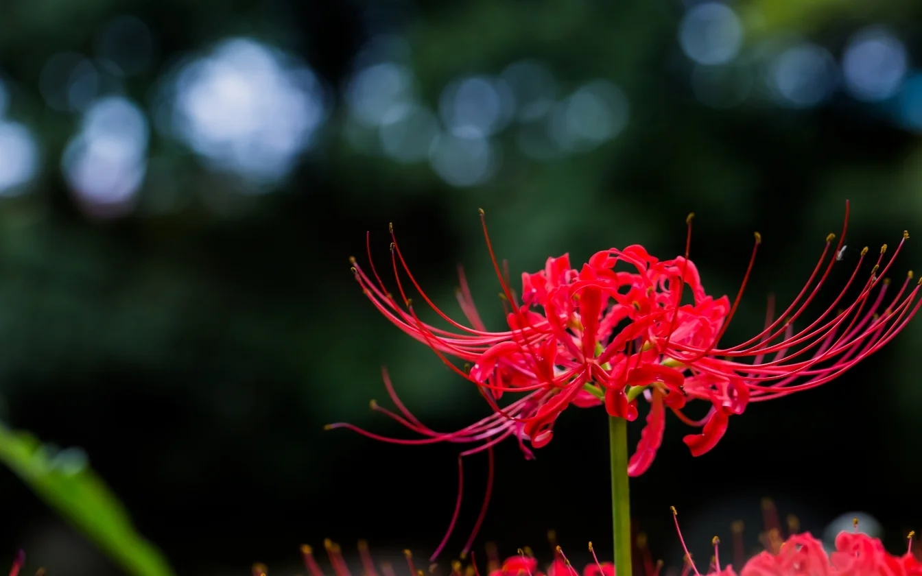 hinh-nen-hoa-bi-ngan-cho-lap-top (3)