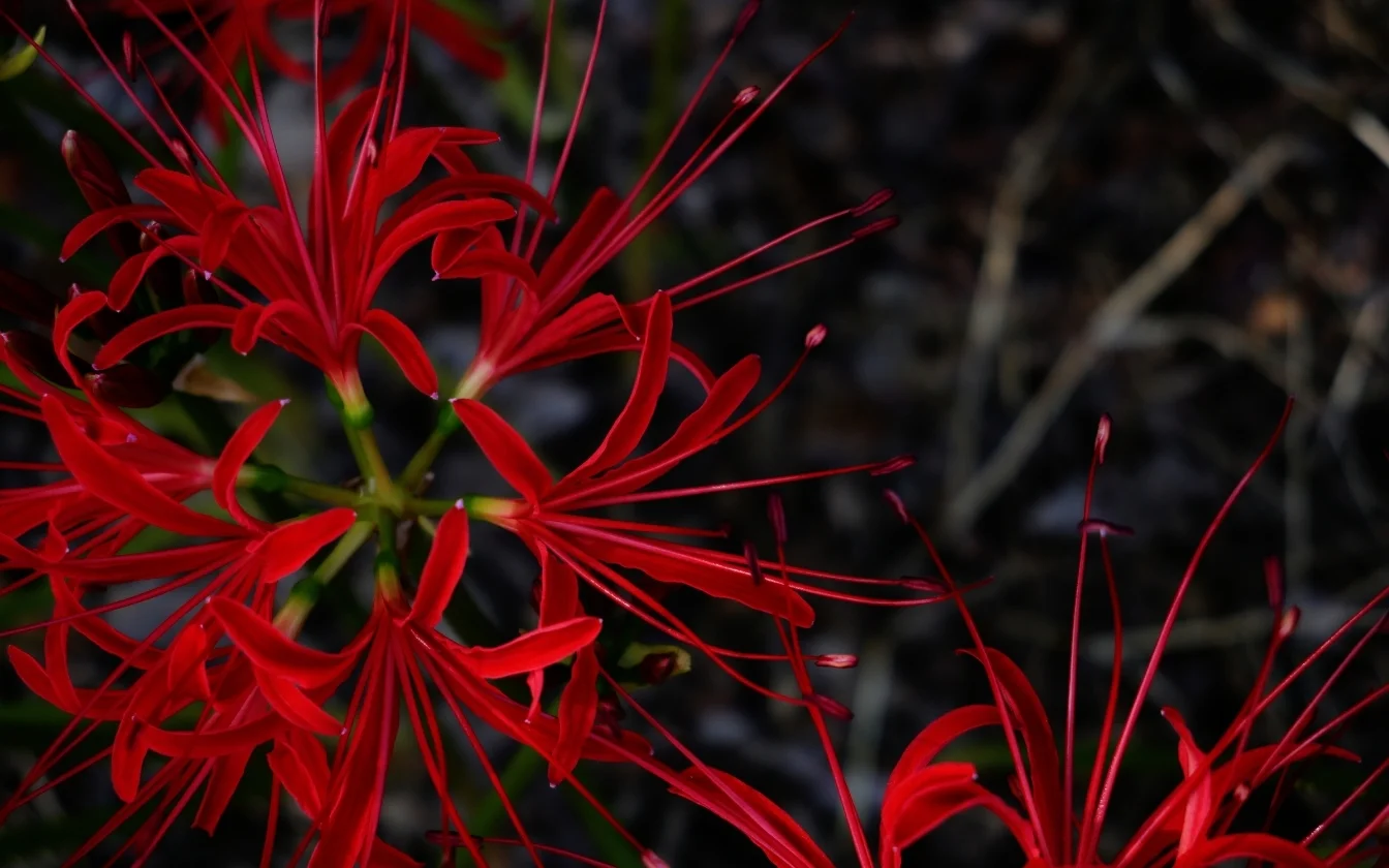 hinh-nen-hoa-bi-ngan-cho-lap-top (4)