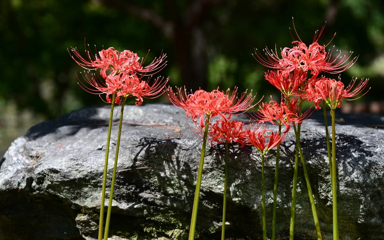 hinh-nen-hoa-bi-ngan-cho-lap-top (5)