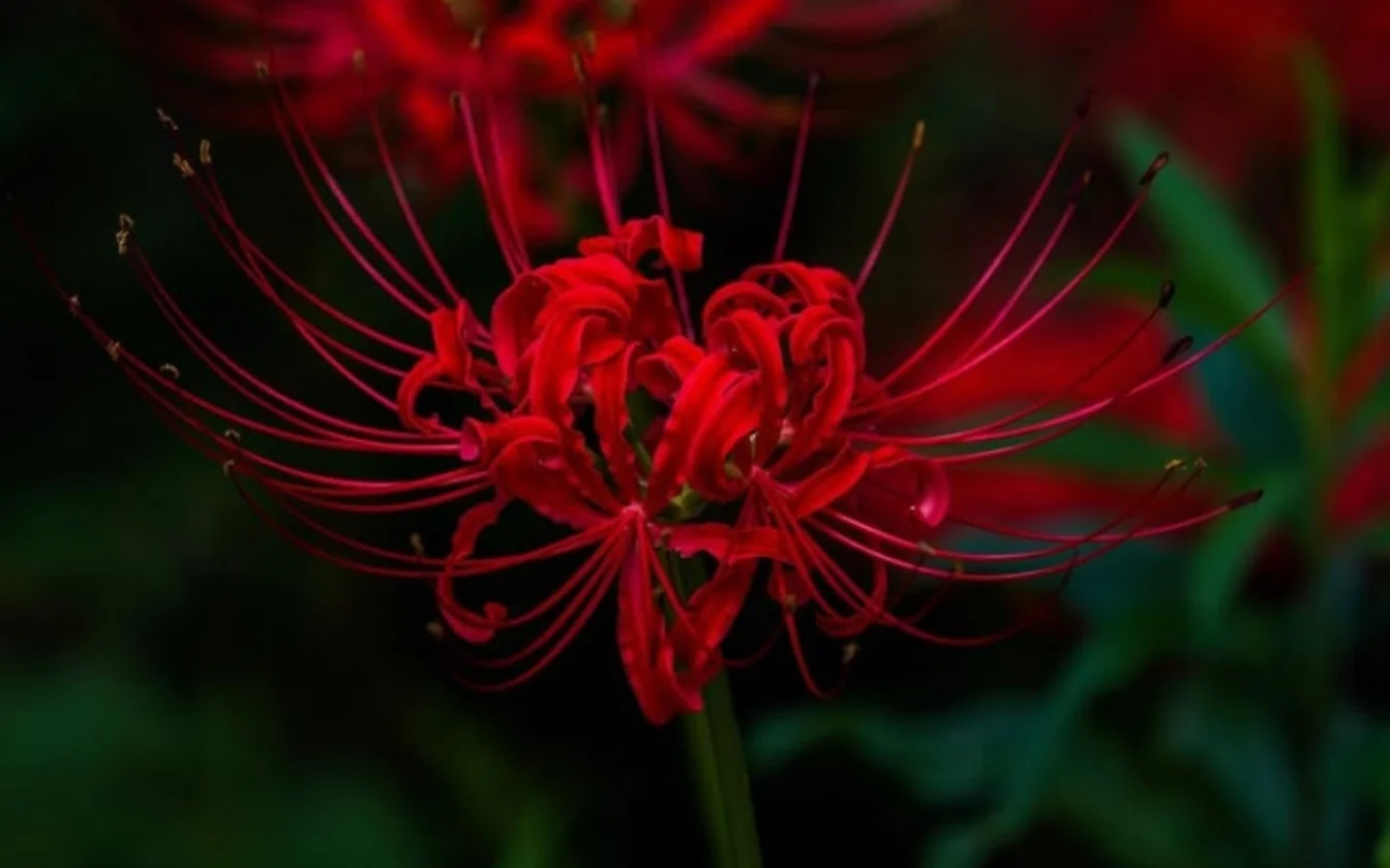 hinh-nen-hoa-bi-ngan-cho-lap-top (8)