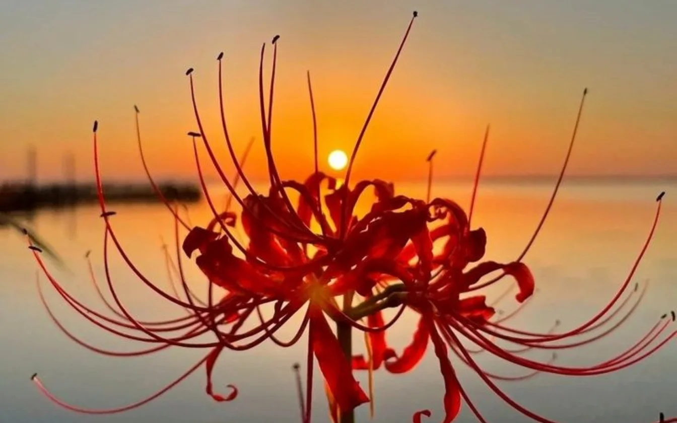 hinh-nen-hoa-bi-ngan-cho-lap-top (9)