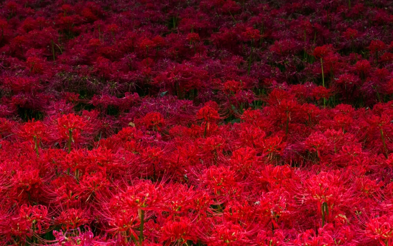 hinh-nen-hoa-bi-ngan-cho-lap-top