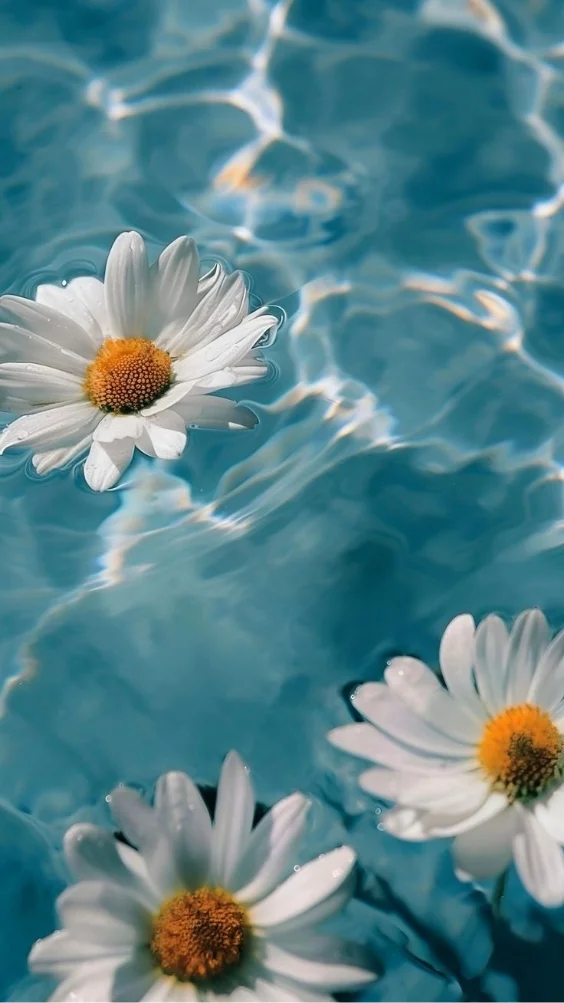 hinh-nen-hoa-cuc-hoa-mi-trang (10)