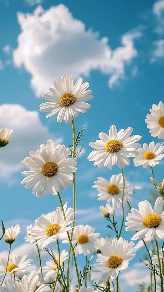 hinh-nen-hoa-cuc-hoa-mi-trang (12)