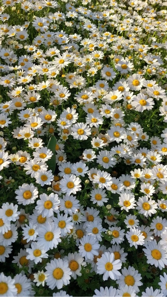 hinh-nen-hoa-cuc-hoa-mi-trang (2)