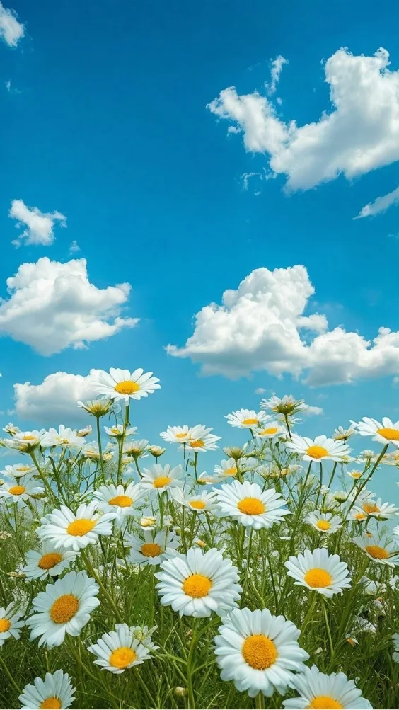 hinh-nen-hoa-cuc-hoa-mi-trang (22)