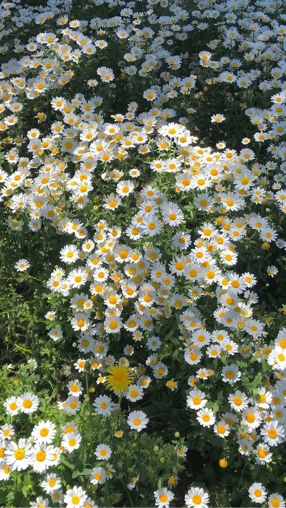 hinh-nen-hoa-cuc-hoa-mi-trang (3)