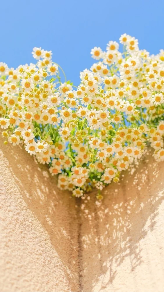 hinh-nen-hoa-cuc-hoa-mi-trang (6)