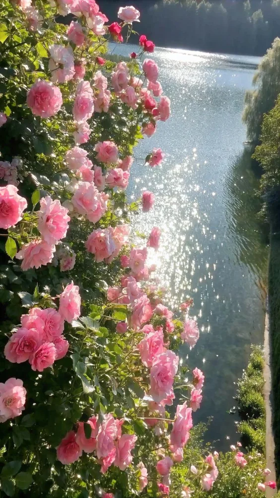 Hình nền hoa đẹp với hoa hồng 10