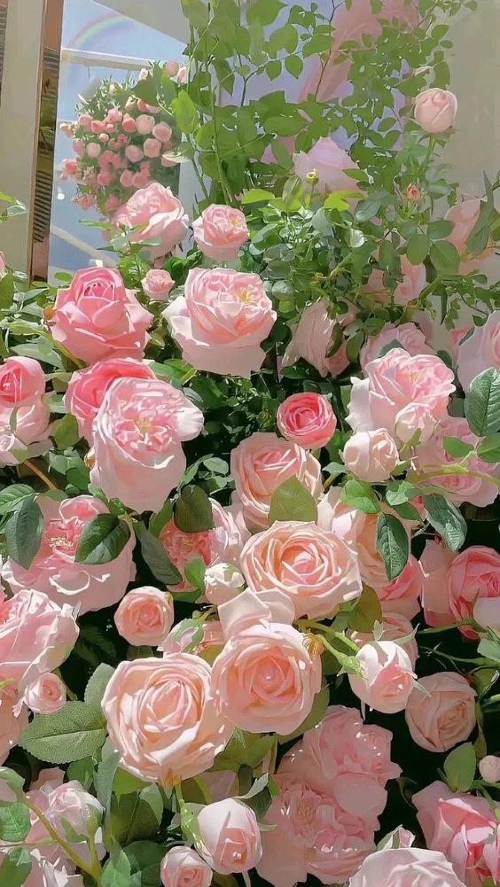 Hình nền hoa đẹp với hoa hồng 13