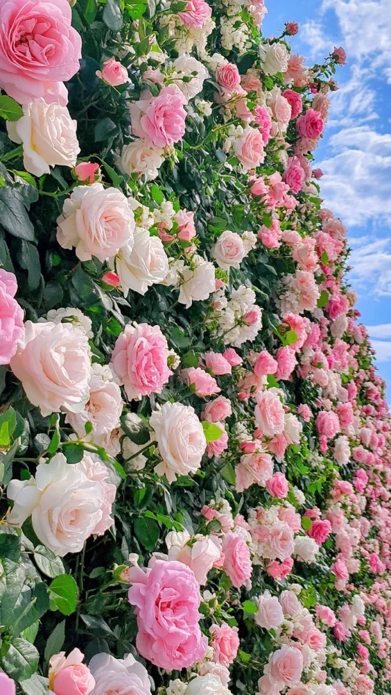 Hình nền hoa đẹp với hoa hồng 14