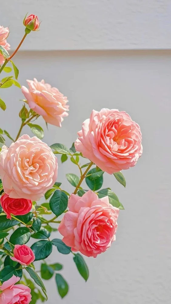 Hình nền hoa đẹp với hoa hồng 16