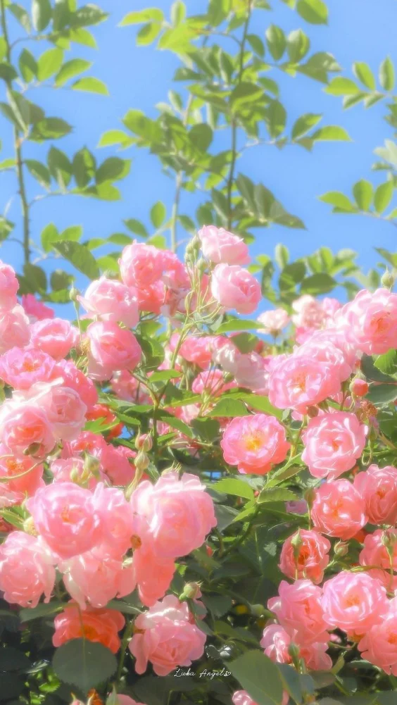 Hình nền hoa đẹp với hoa hồng 3