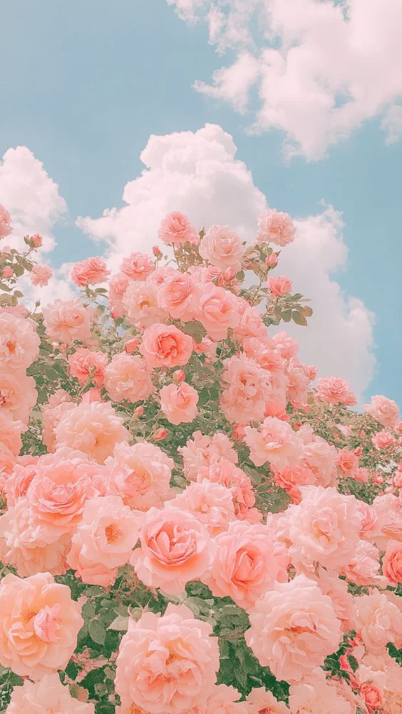 Hình nền hoa đẹp với hoa hồng 7