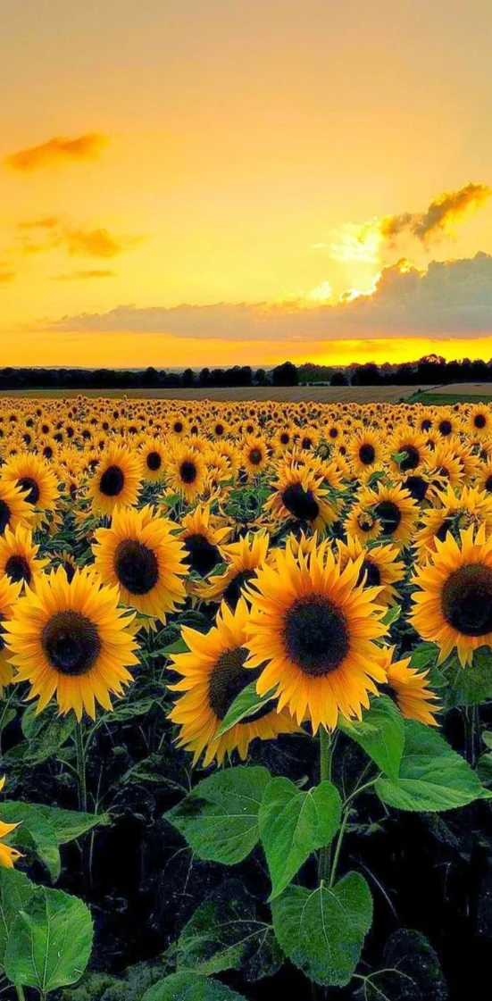 Hình nền hoa hướng dương rực rỡ 1