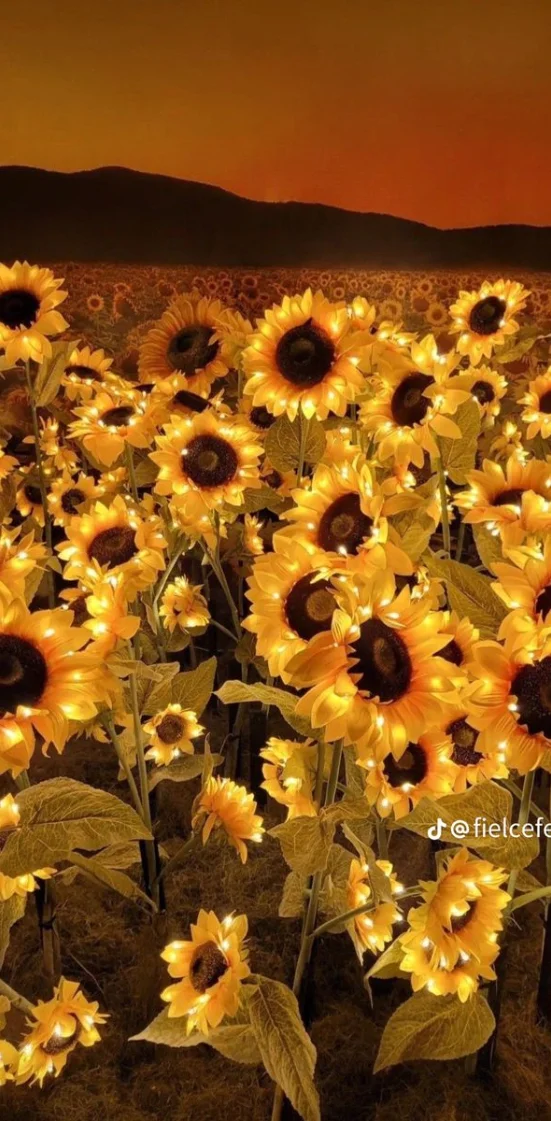 Hình nền hoa hướng dương rực rỡ 10