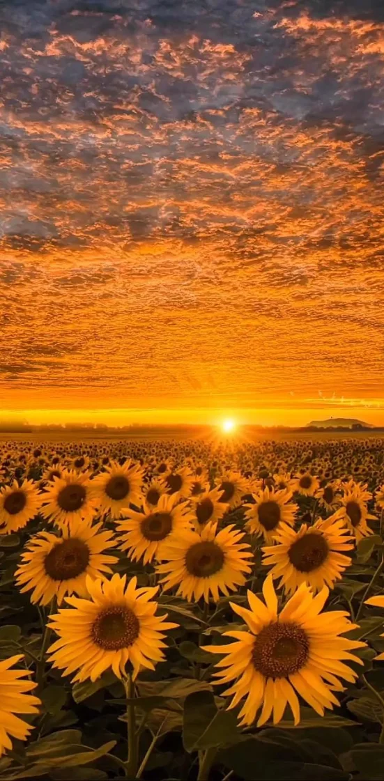 Hình nền hoa hướng dương rực rỡ 2