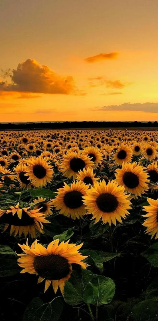 Hình nền hoa hướng dương rực rỡ 7