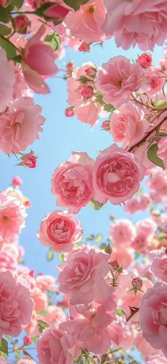 hinh-nen-hoa-mau-don-7