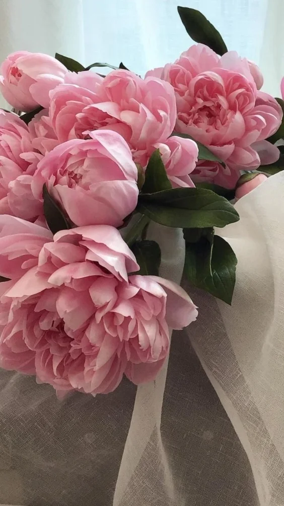 Hinh-nen-hoa-mau-don-hong (2)