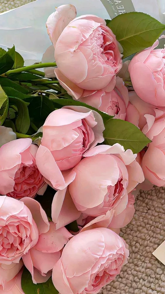 Hinh-nen-hoa-mau-don-hong