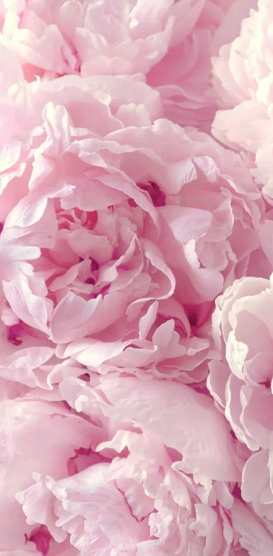 Hình nền hoa mẫu đơn nhẹ nhàng, lãng mạn 10