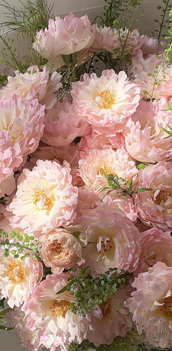 Hình nền hoa mẫu đơn nhẹ nhàng, lãng mạn 2