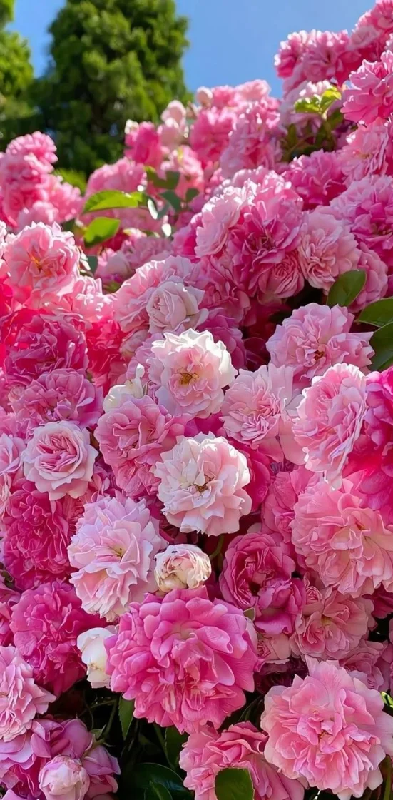 Hình nền hoa mẫu đơn nhẹ nhàng, lãng mạn 3