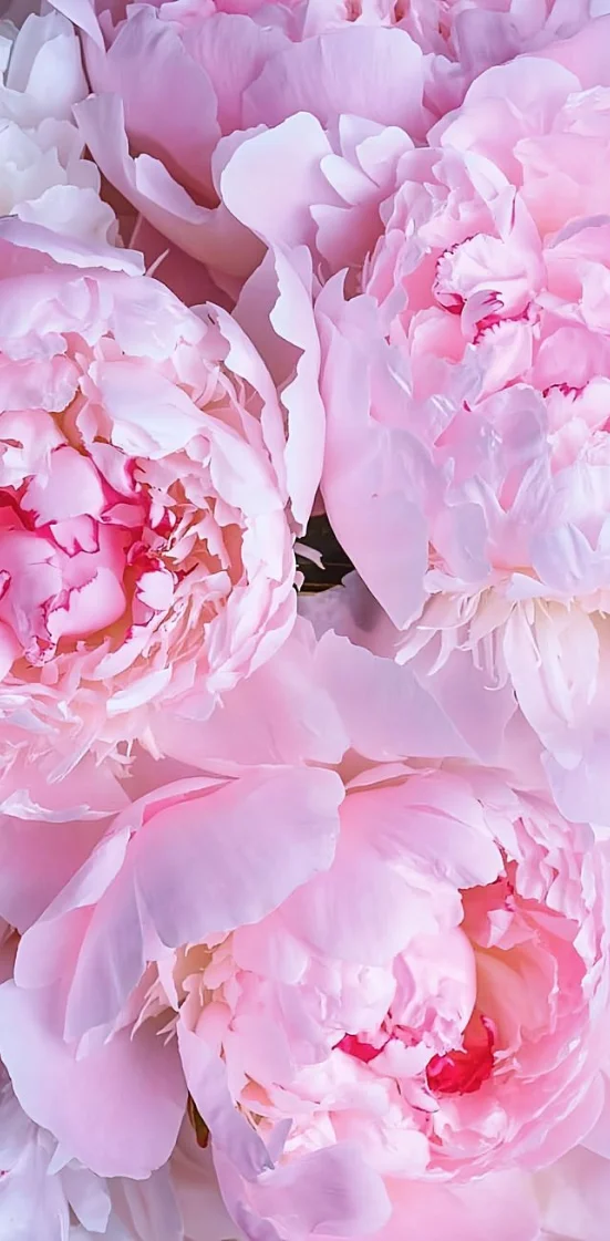 Hình nền hoa mẫu đơn nhẹ nhàng, lãng mạn 8