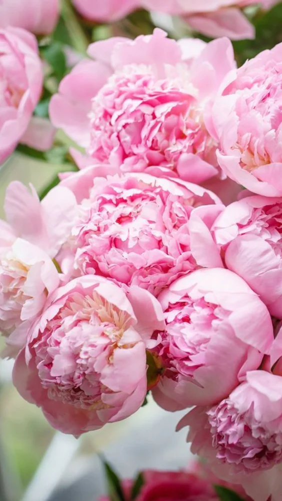 Hình nền hoa mẫu đơn quyến rũ 12