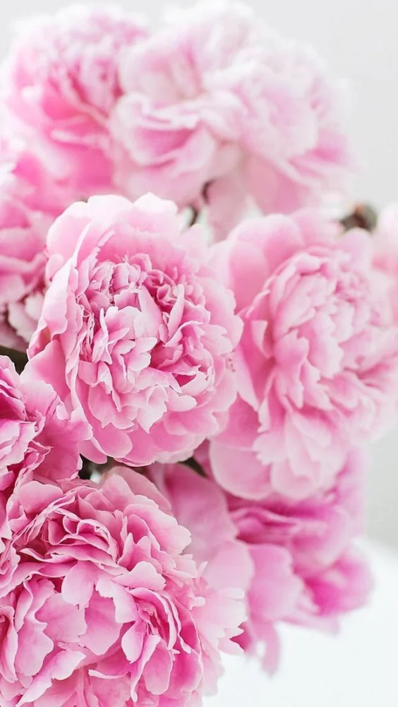 Hình nền hoa mẫu đơn quyến rũ 13