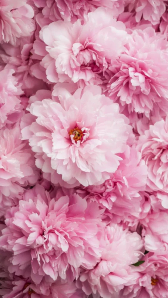 Hình nền hoa mẫu đơn quyến rũ 15