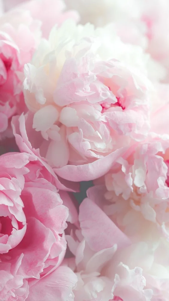 Hình nền hoa mẫu đơn quyến rũ 16