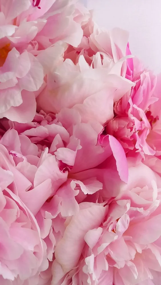 Hình nền hoa mẫu đơn quyến rũ 17