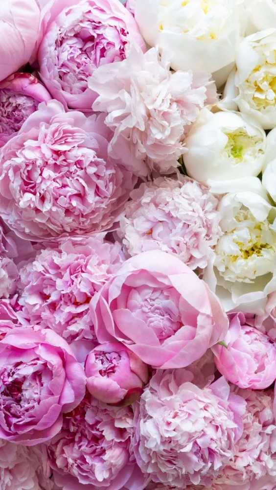 Hình nền hoa mẫu đơn quyến rũ 18